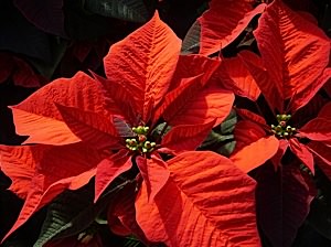 red christmas plant poinsettia